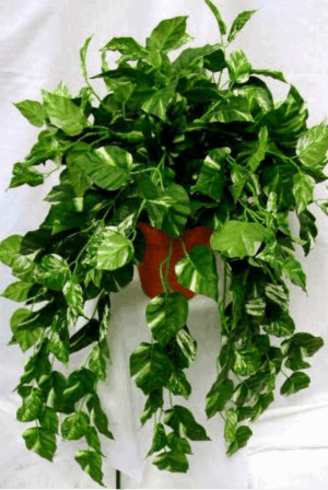 什麼是風水植物