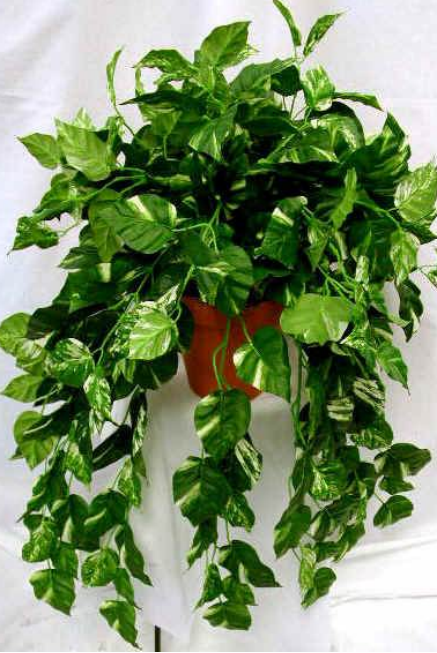 什麼是風水植物